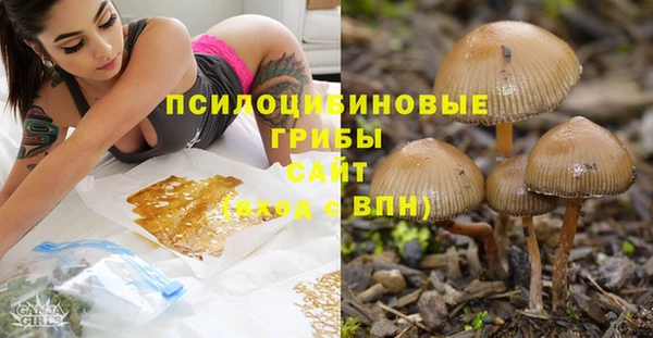 ПСИЛОЦИБИНОВЫЕ ГРИБЫ Абаза